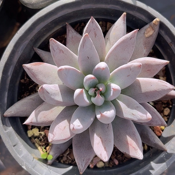 魔爪28248多肉植物