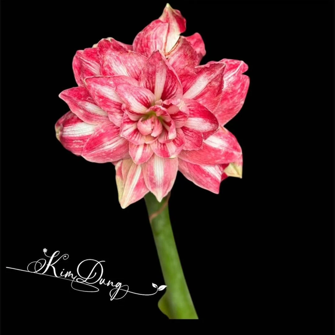 朱顶红-【Striped Dream】5.7cm 越朱高品，只包对版，不包后期养护