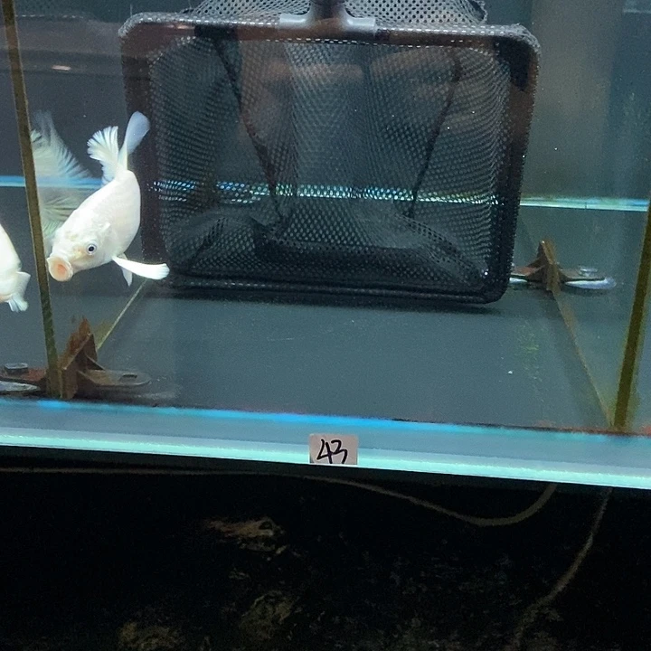 辉***蝴蝶鲤43号蝴蝶鲤