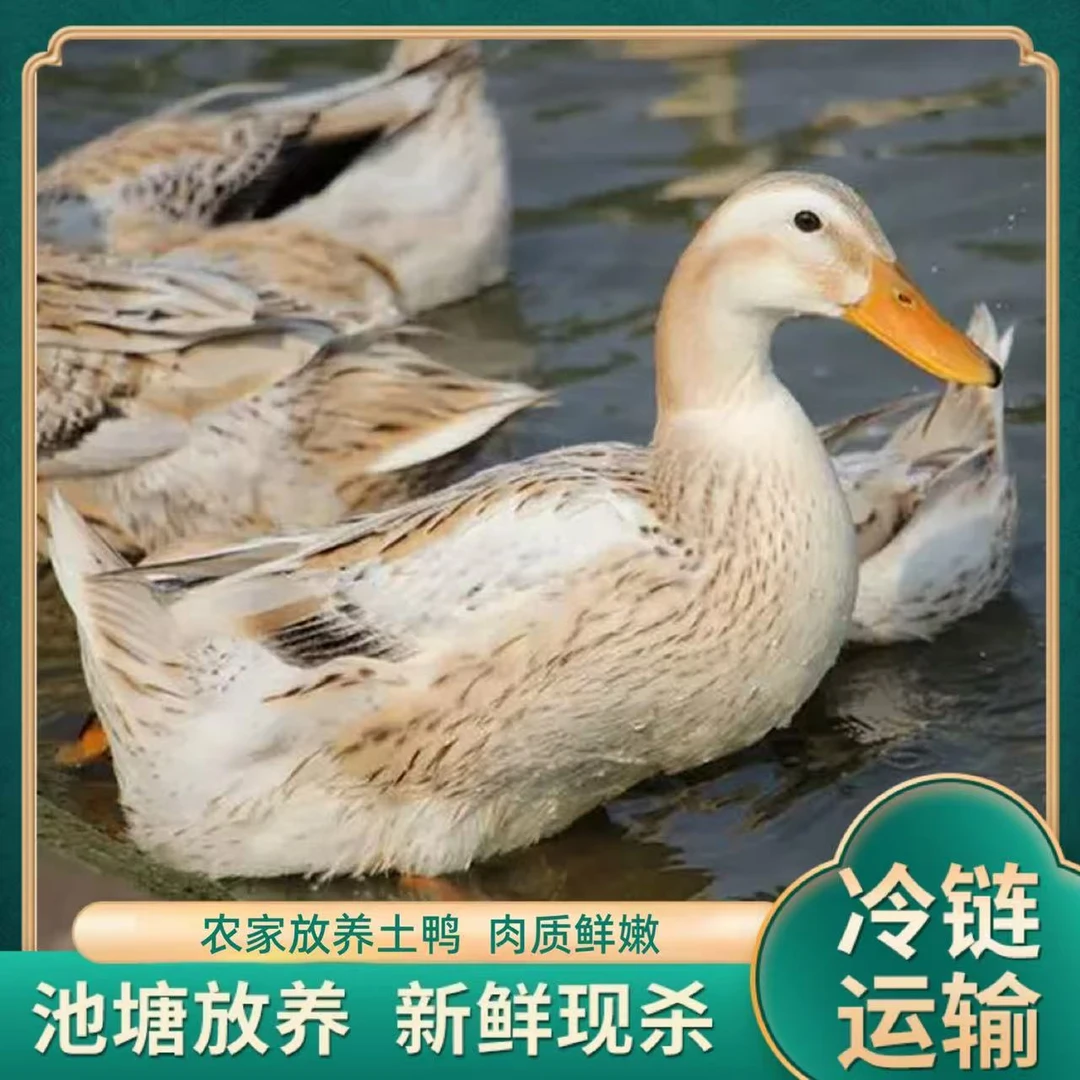 【小胡】  农家放养土鸭子 带内脏 3只净重7.5斤