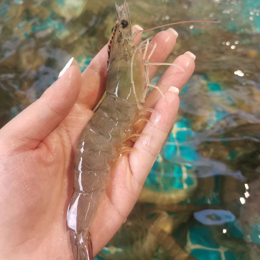 基围虾500g
