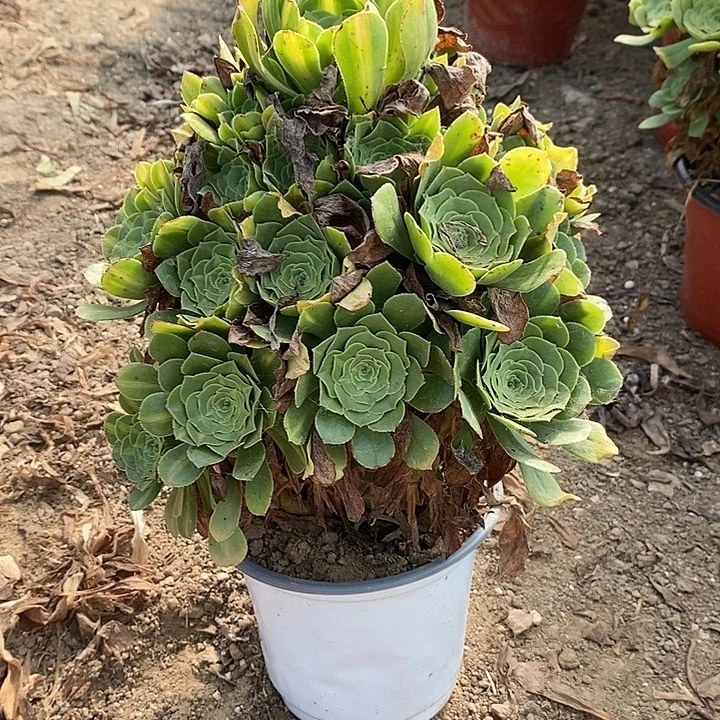 翡翠琉璃48多肉植物法师法师