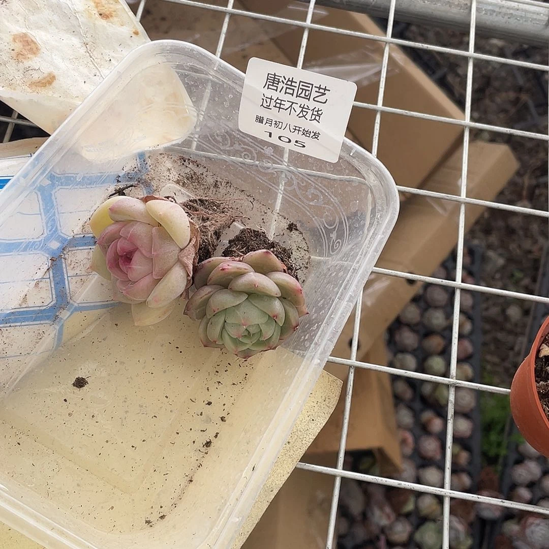 多*珍妮一物一拍105