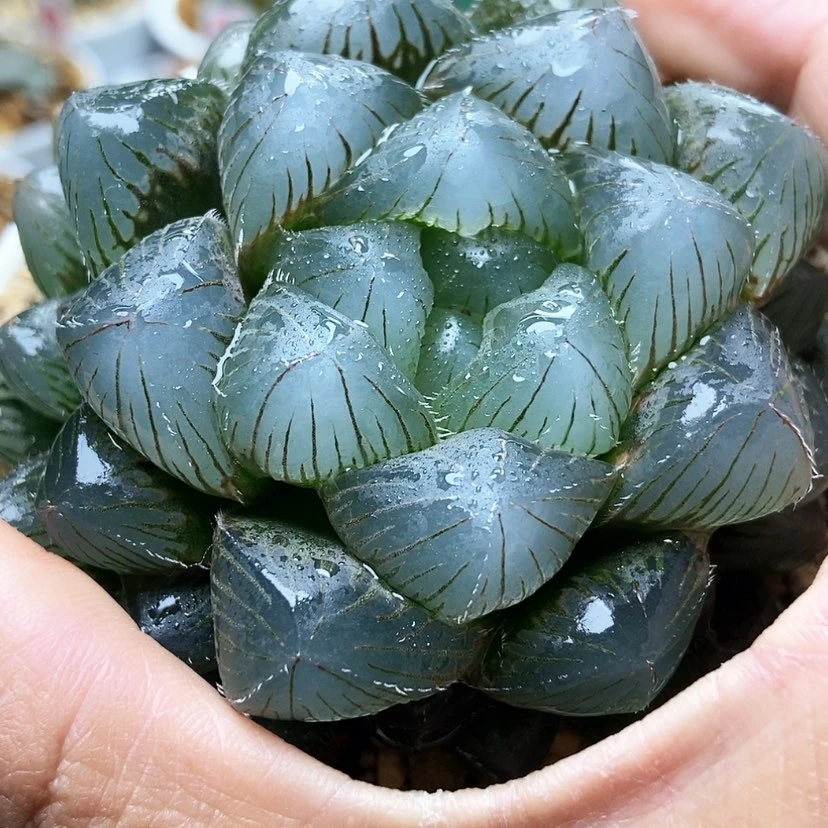 【闪购商品】恰*儿紫镜巨大化31