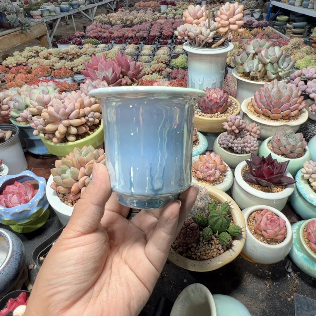 特价花盆满50发货 内口6