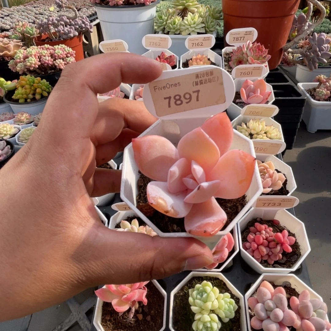 7897奶茶 5.0厘米