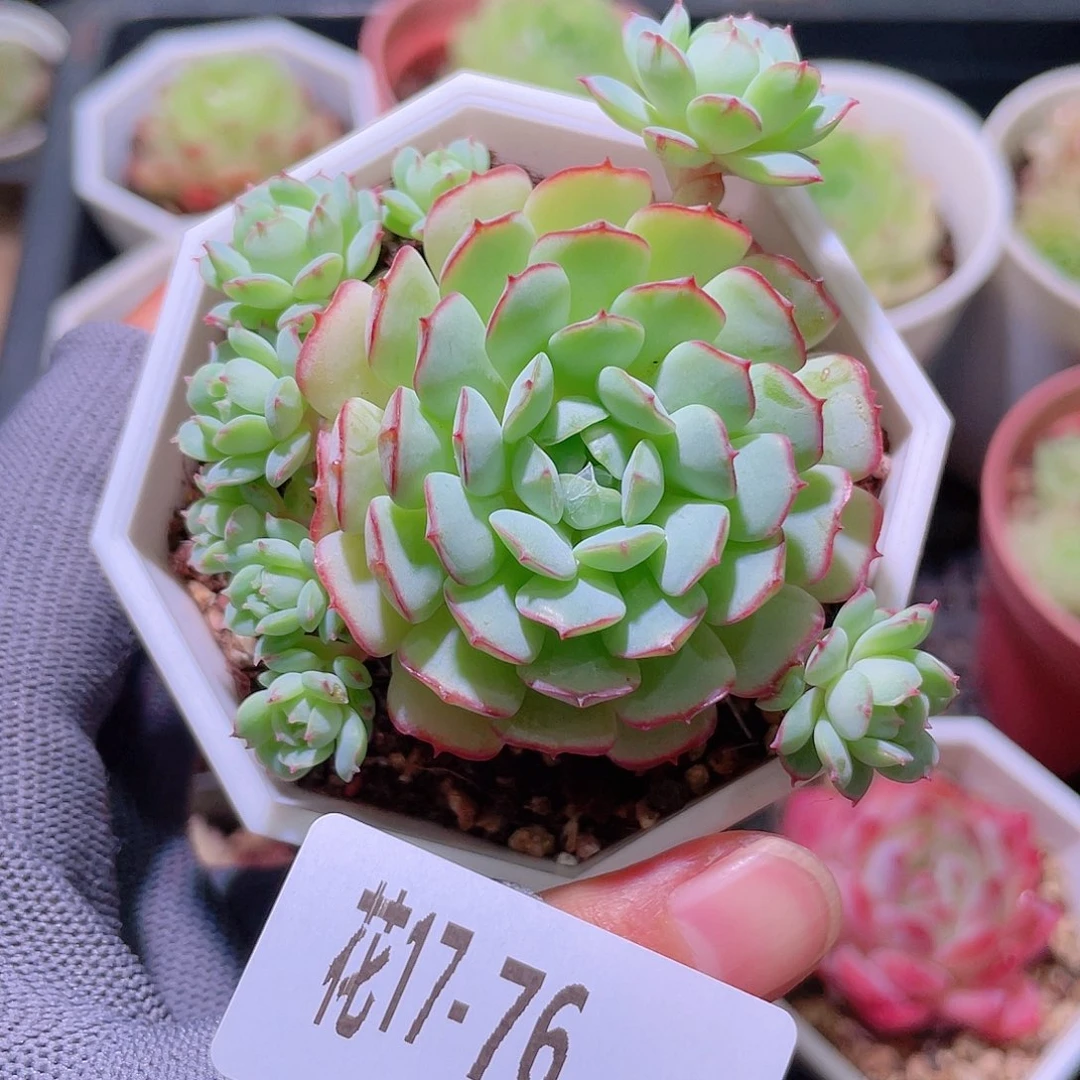 花利美17-76小红船