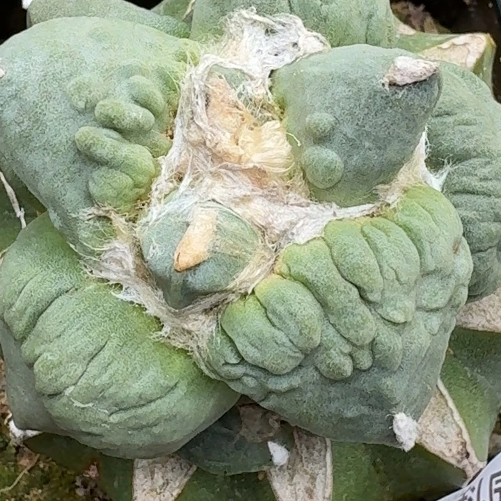 无花朵苗接大尤怒涛237