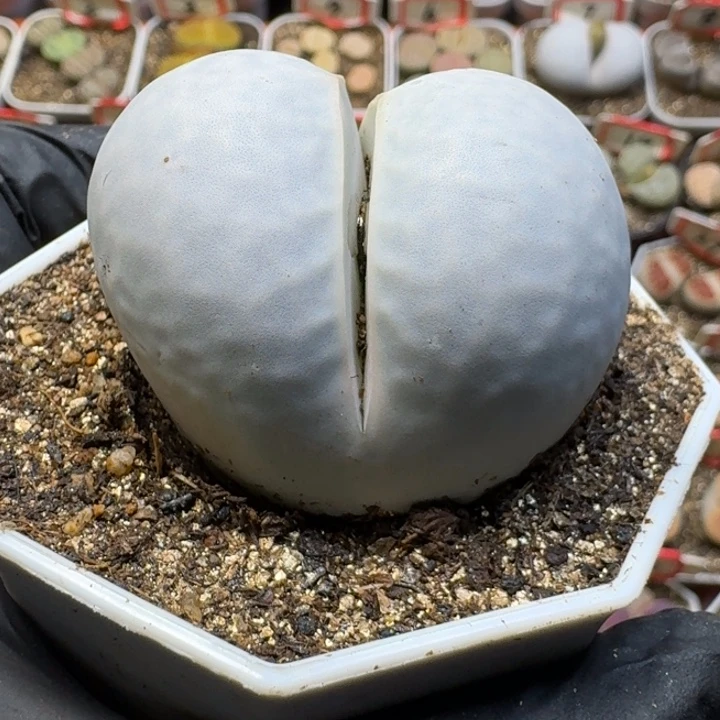 生石花1111111。     129