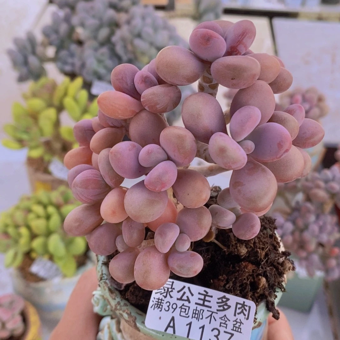 桃蛋树9cm1137多肉植物