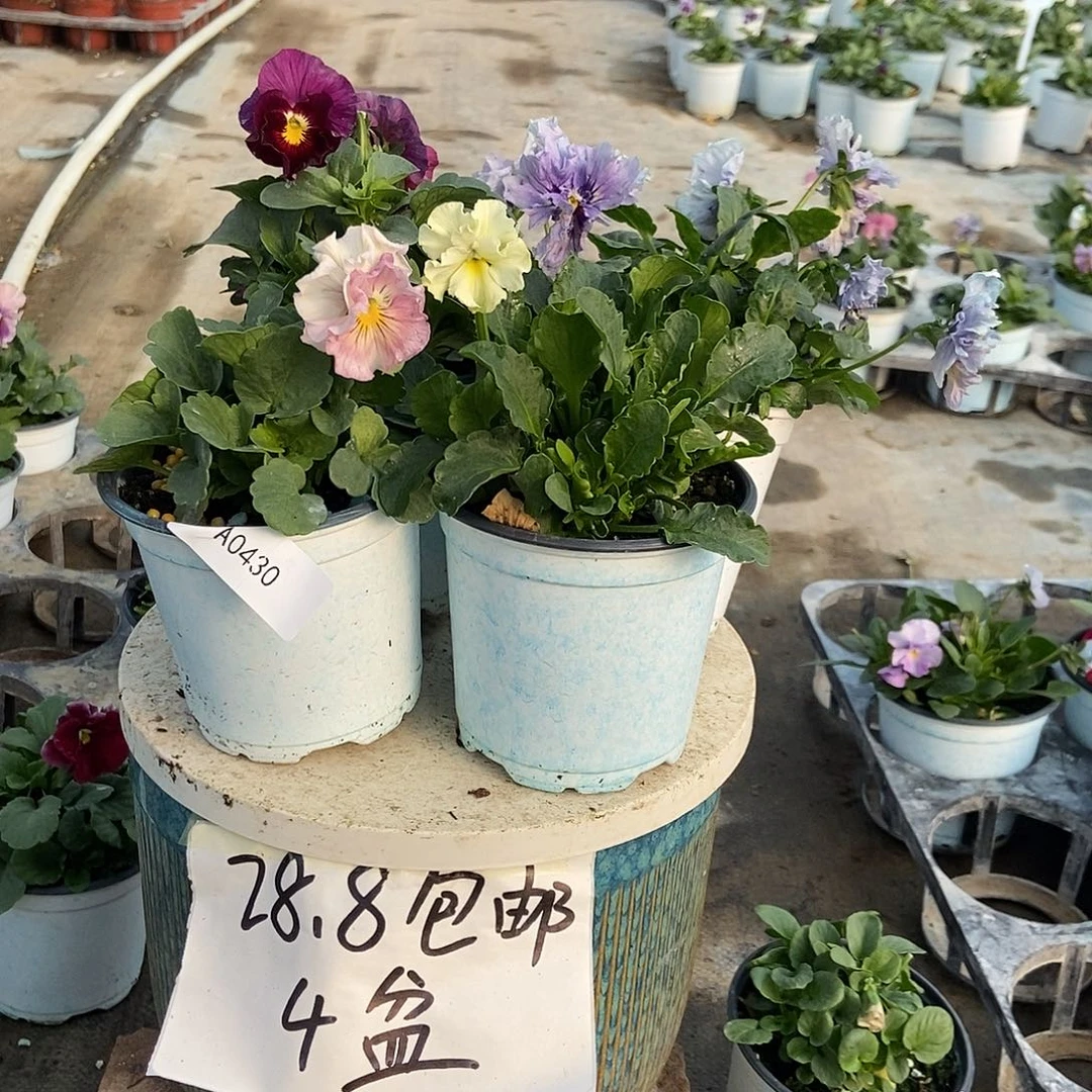 大部分花苞少量开放430