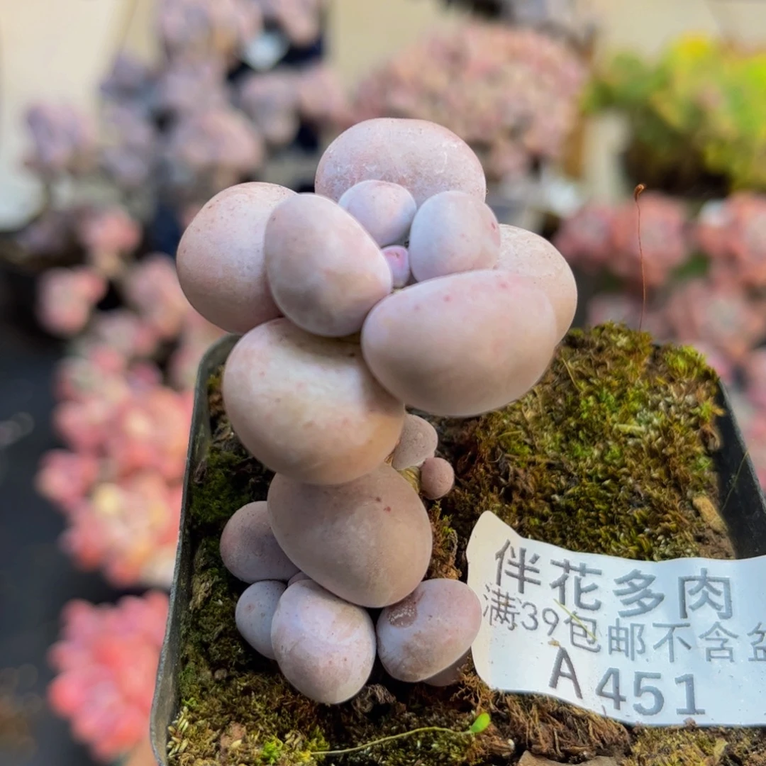 451芭比奶酪5cm多肉植物