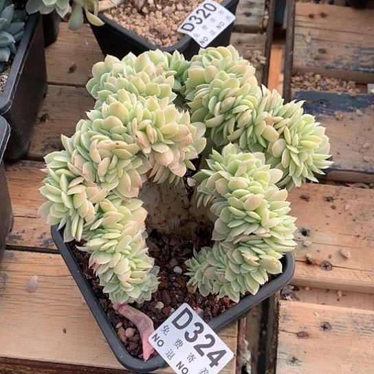 小白龙锦缀324 亏本处理退款拉黑7-8天发货