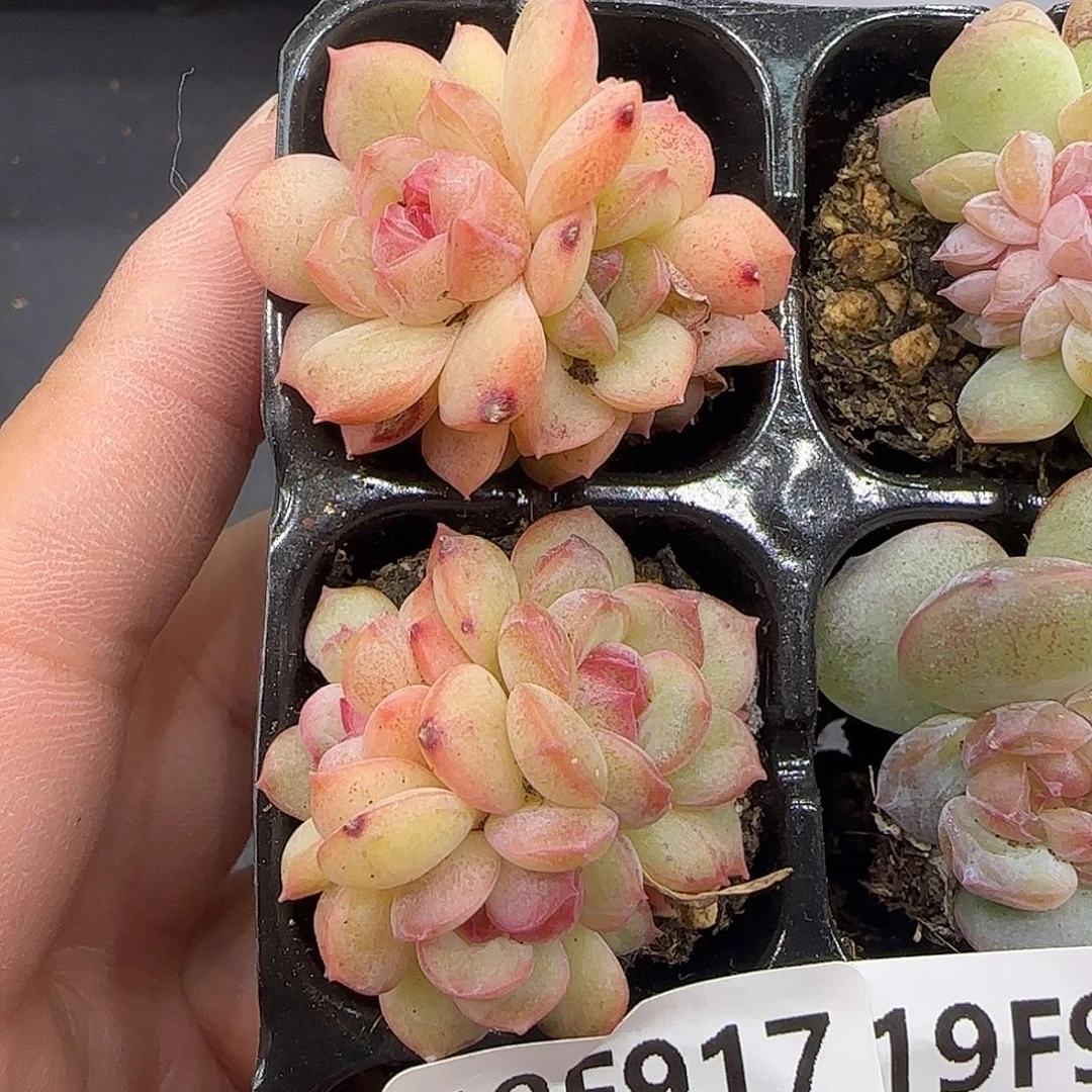 917两颗不保整4头和3头