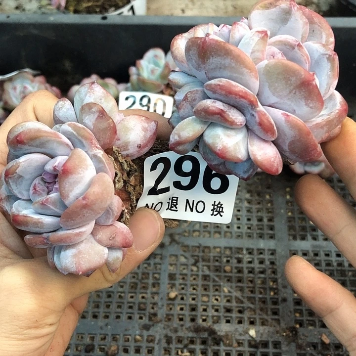 星影石榴籽福利出咯 296