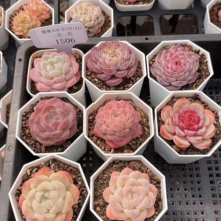 薇薇安园艺多肉1506