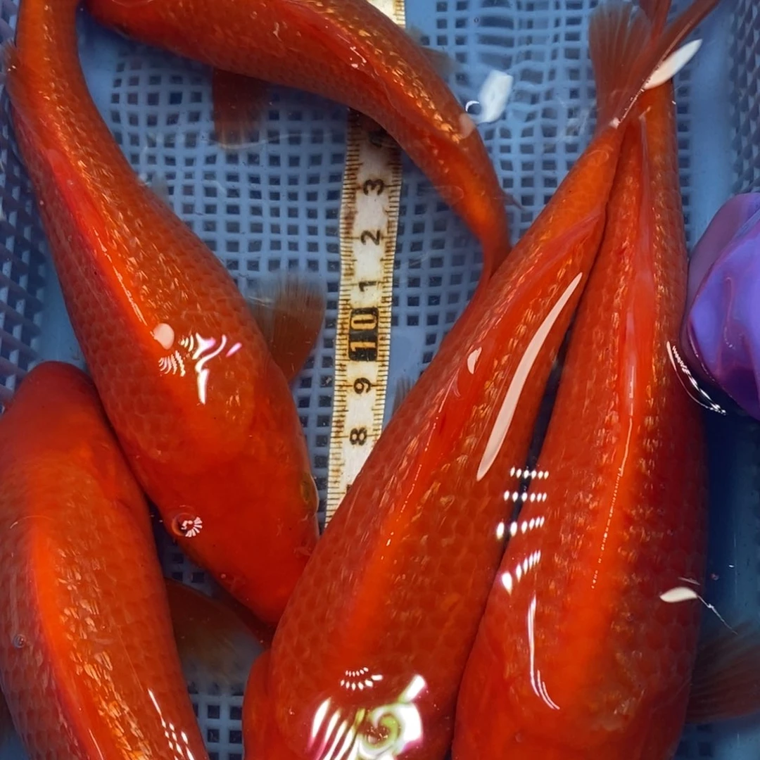 锦鲤冷水錦鯉包郵 5