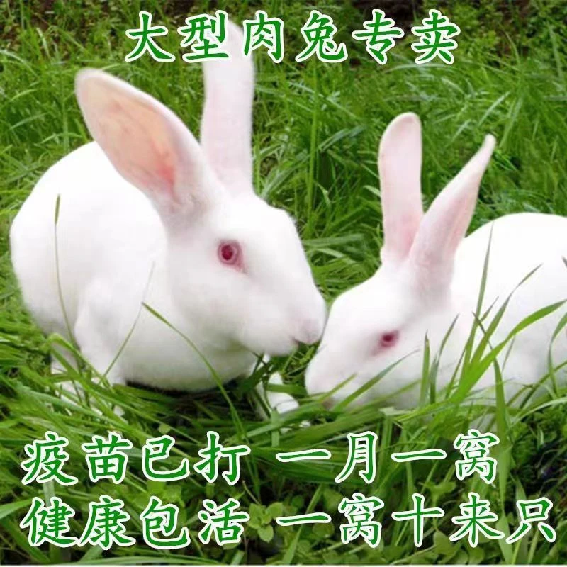 1斤以上新西兰白兔，成年可繁殖可长15斤，顺丰包邮