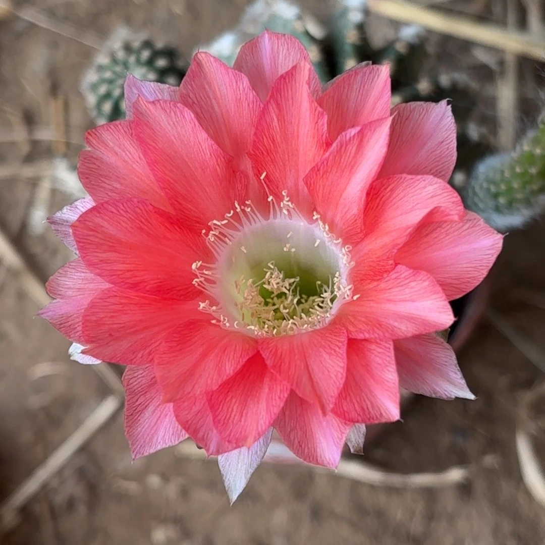 995 实生带根仙人球瑕疵