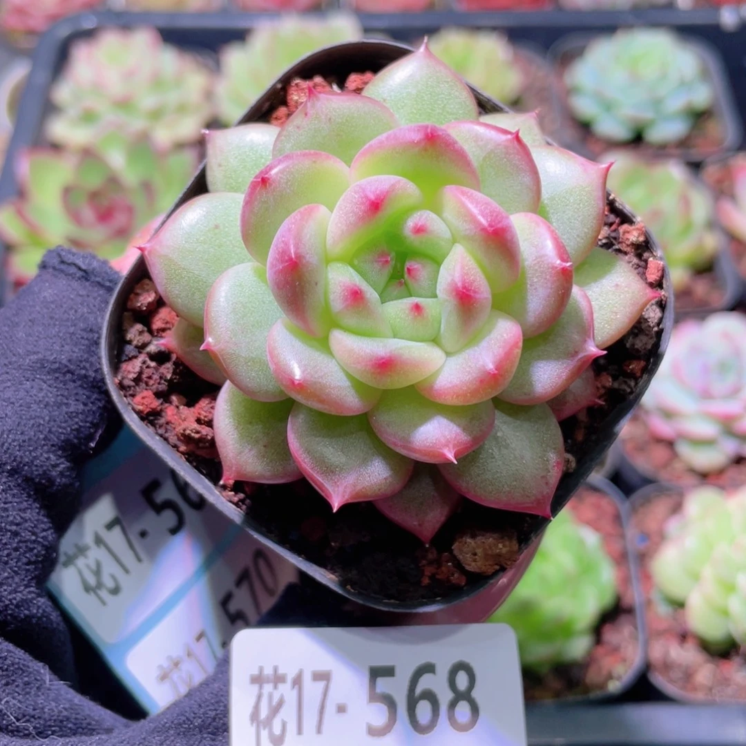 花利美17-568麦秆