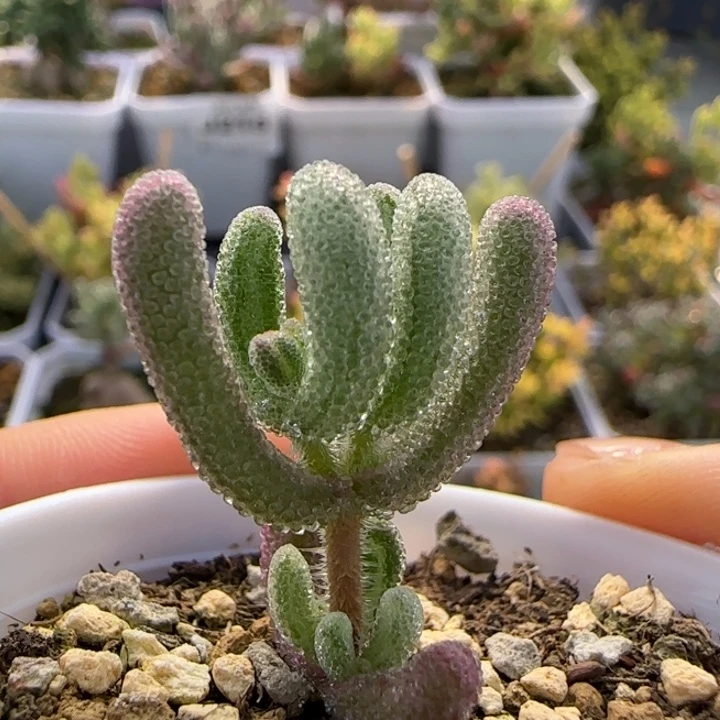 245-双色超紫植物枝干