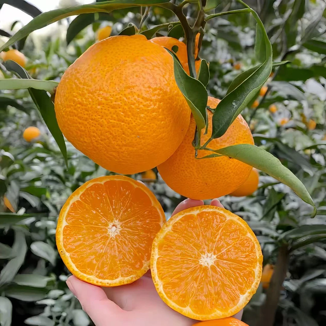 四川不知火黄果柑酸甜可口5斤（顺丰包邮）不知火四川省辽宁省沈阳市