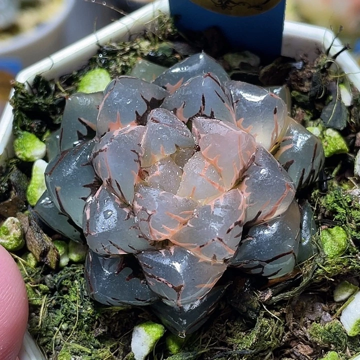 我***久510大叶水中月锦福利一物