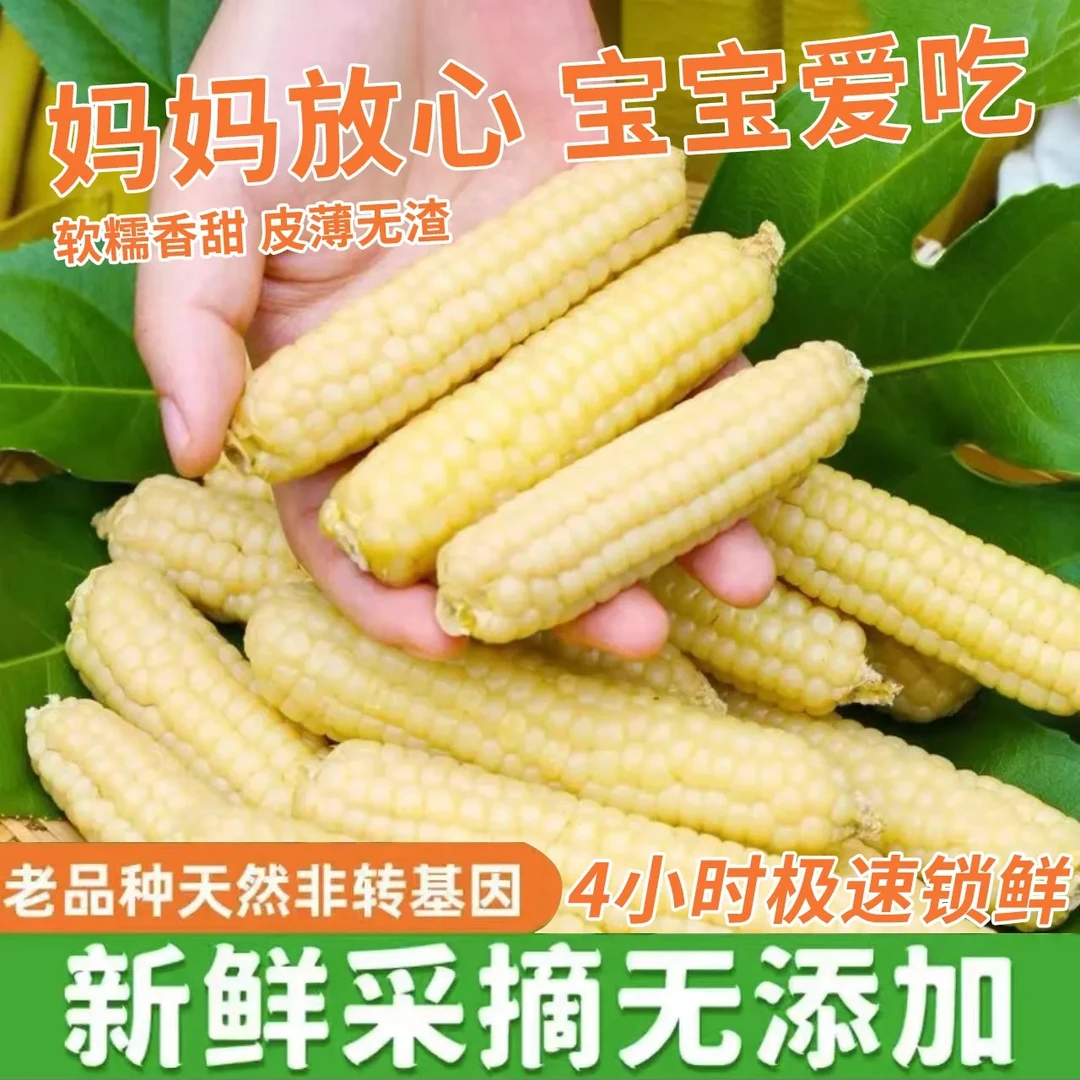 云南西双版纳拇指玉米即食早餐代餐新鲜傣家甜香糯迷你手指小玉米