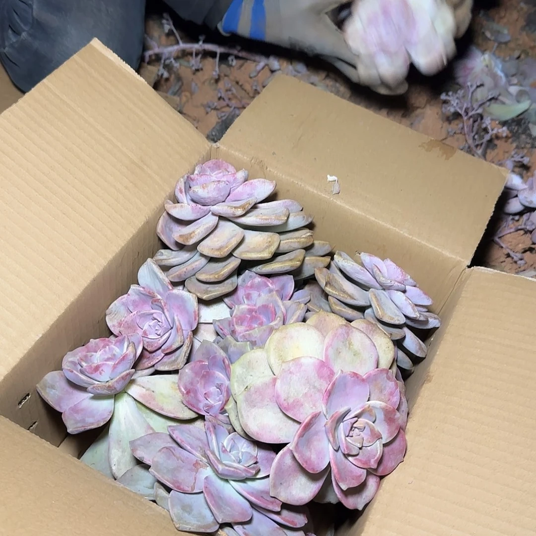 箱拍紫乐多肉轻微断肢不售后看好在拍