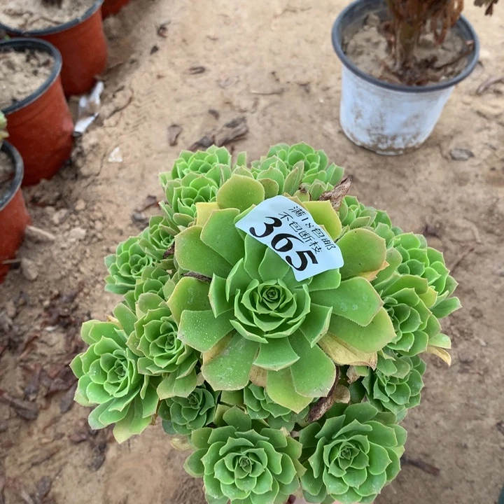 365绿玫瑰手捧3号bei