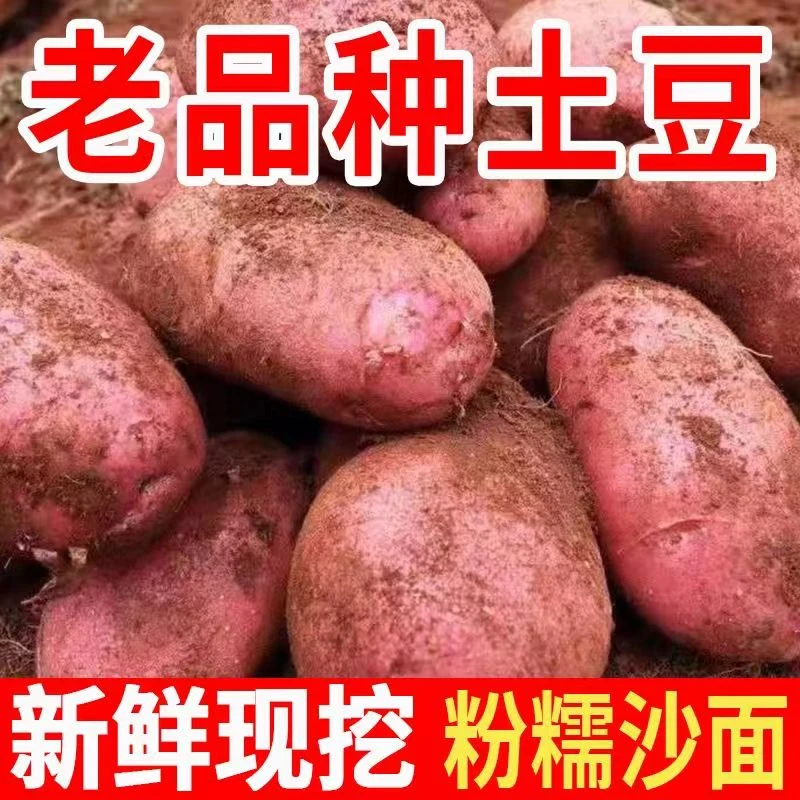 云南红皮土豆高山露天种植红皮黄心土豆马铃薯粉糯香面现挖现发