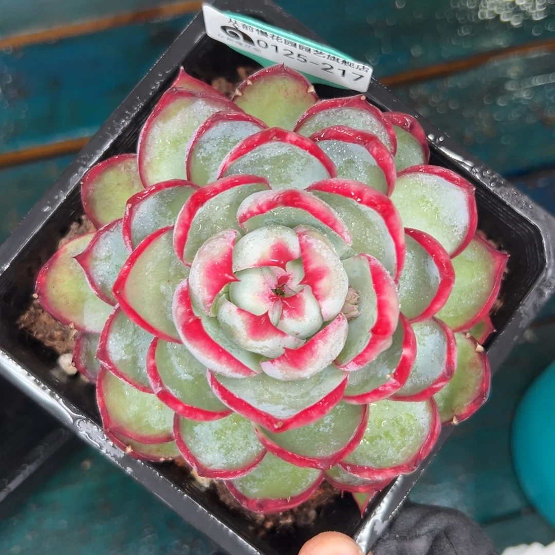 多肉一物一拍编号0125-217