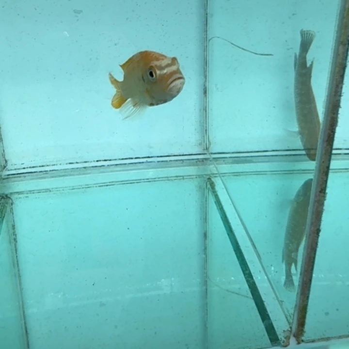 慈鲷620莫索波。