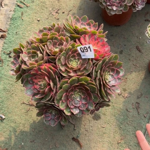 惠***容091粉花妖朵朵多肉，