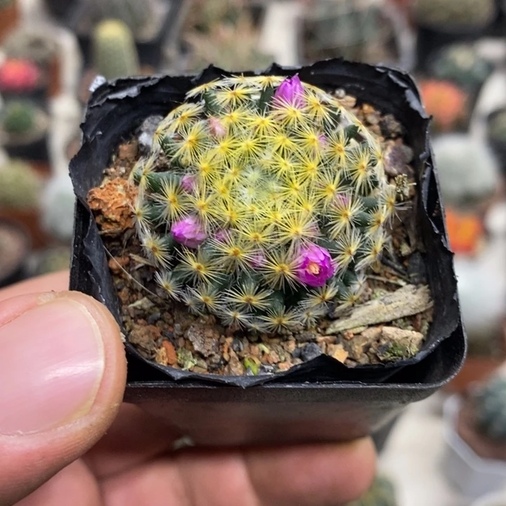 实生明星特价福利