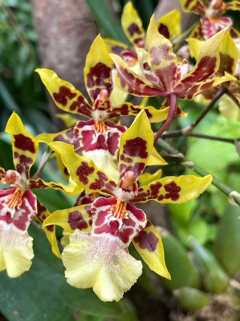 大脸花猫文心兰好养花期长室内阳台云南鲜花绿植盆栽