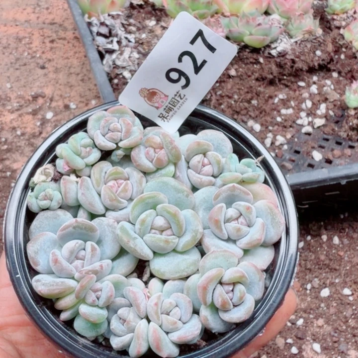 多肉植物多肉植物