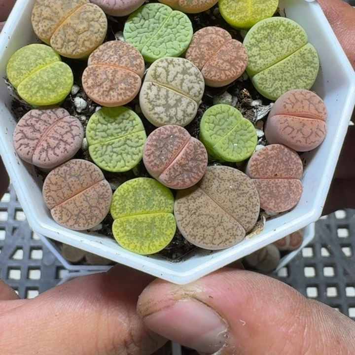 47 多肉植物多肉植物