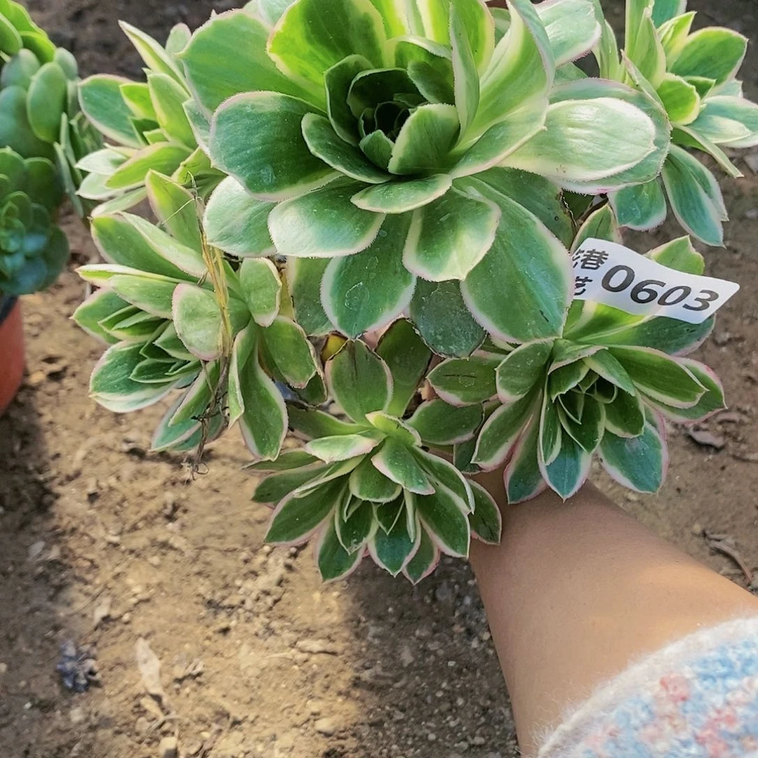 603 号大叶绿玫瑰锦20包邮不包断枝