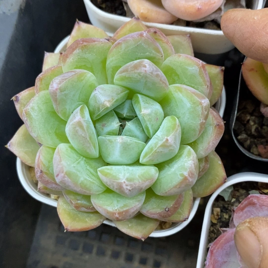 精品多肉一物一拍不包整46