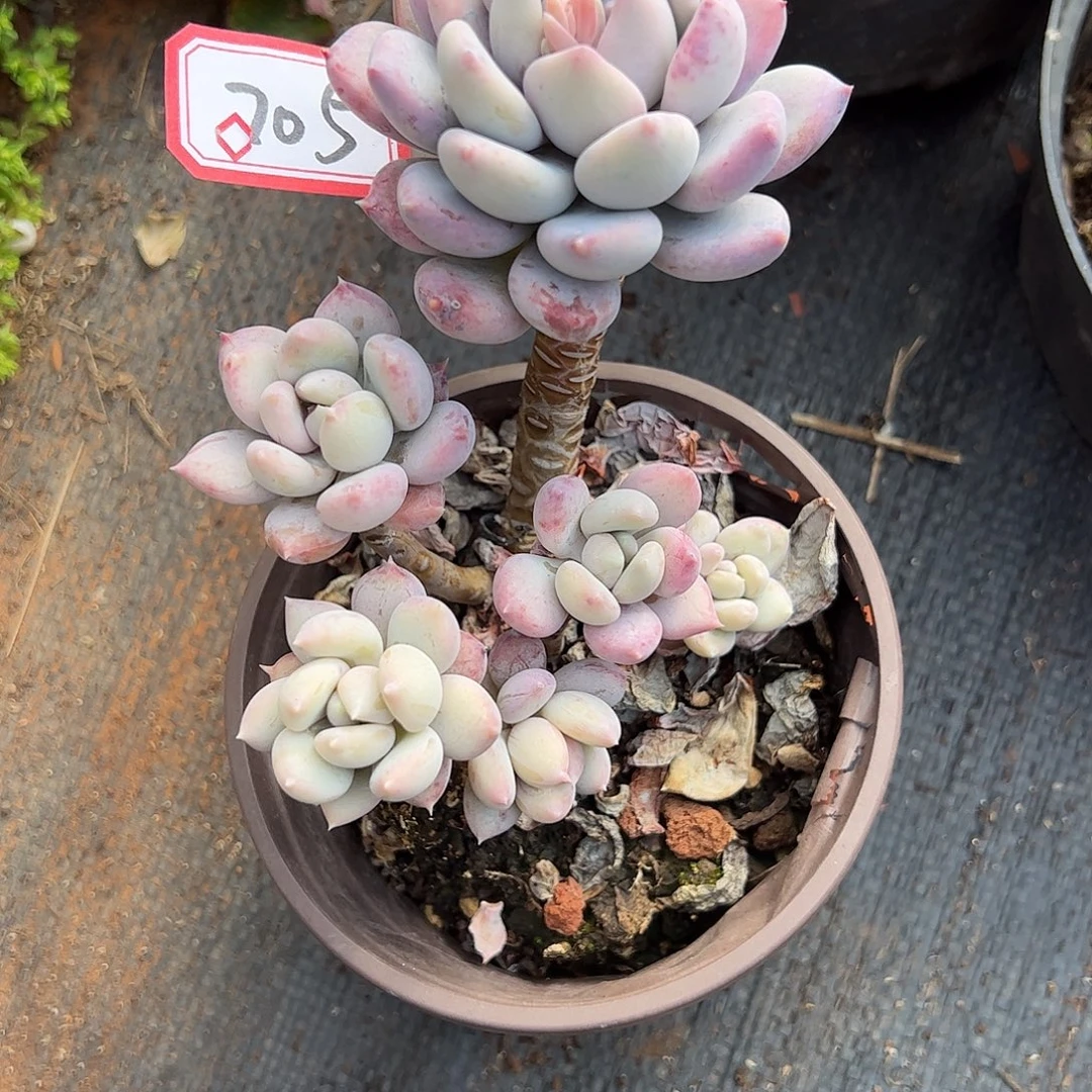 705号胖美人，一物一拍