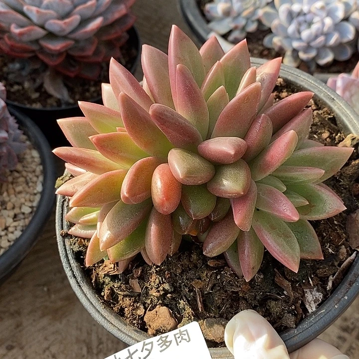 迷雾泡泡10 小七夕多肉