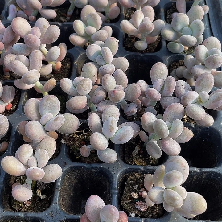 小奶酪1元带土发货