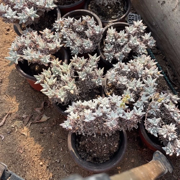 青***门白菊10颗多肉植物