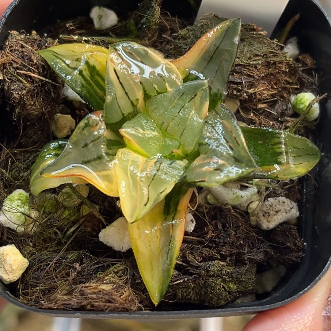 79红纹寿锦福利专场