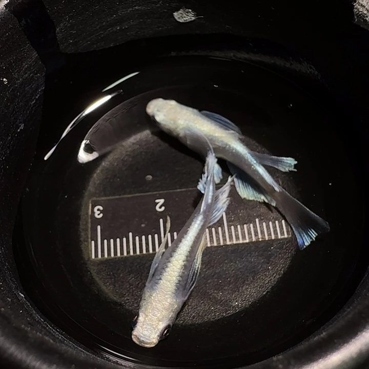 青鳉鱼一物一拍677