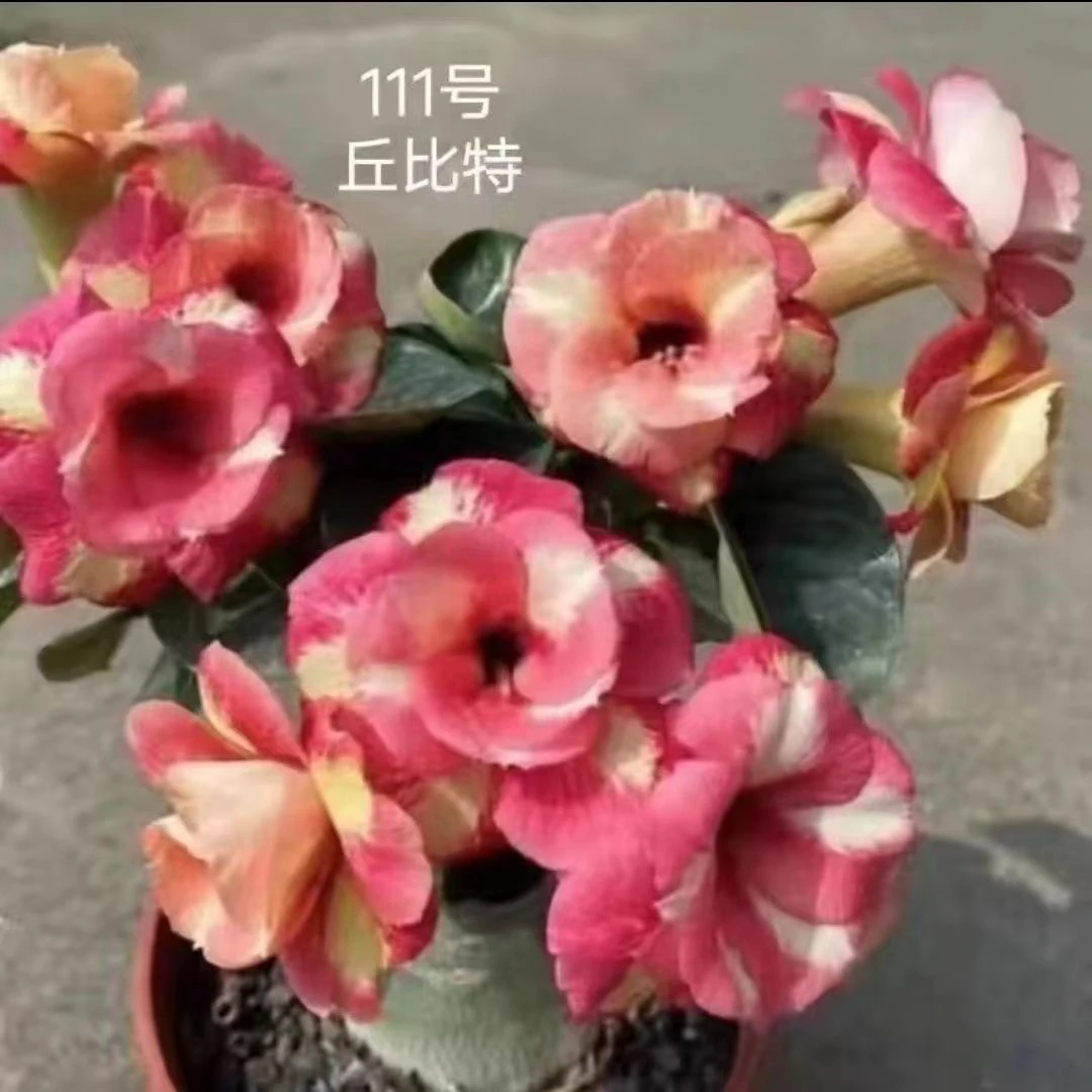 一物一拍 沙漠玫瑰 花色可选