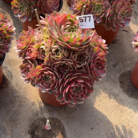 577云河手捧多肉植物