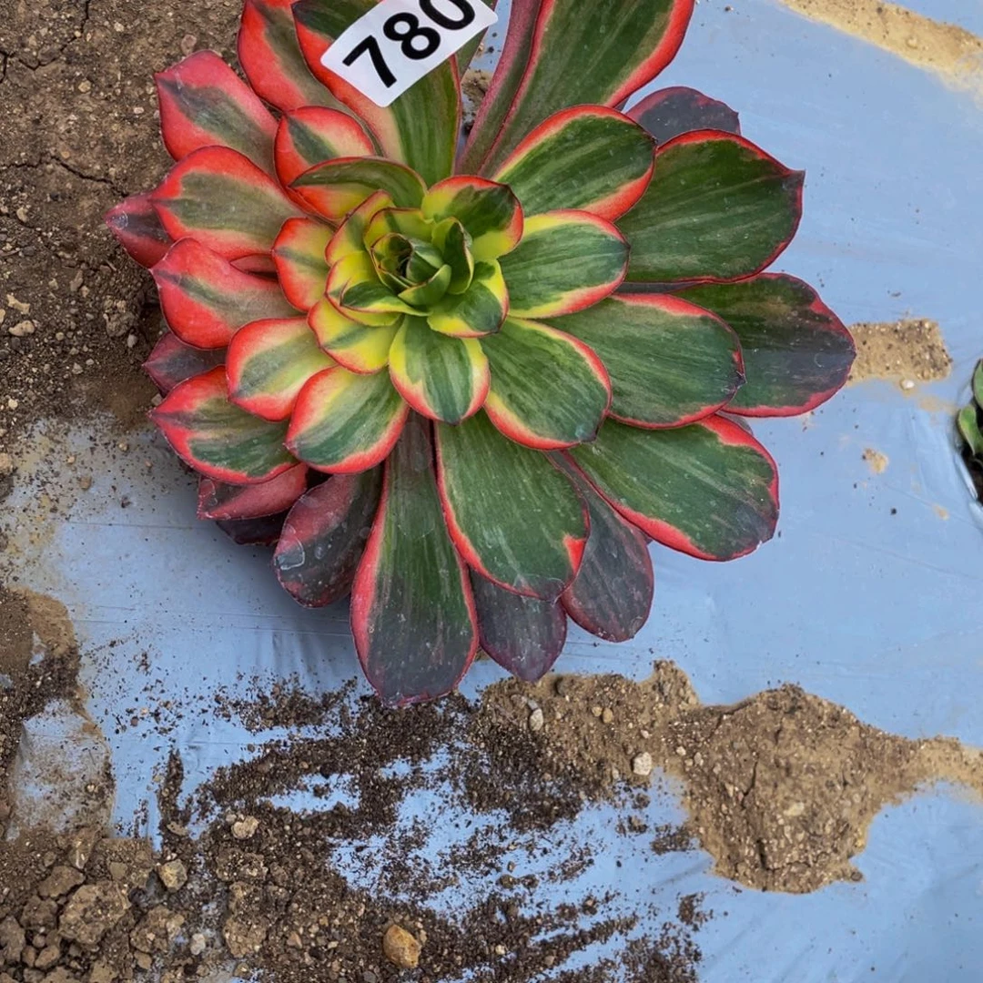沫***、780美金奶白锦多肉植物