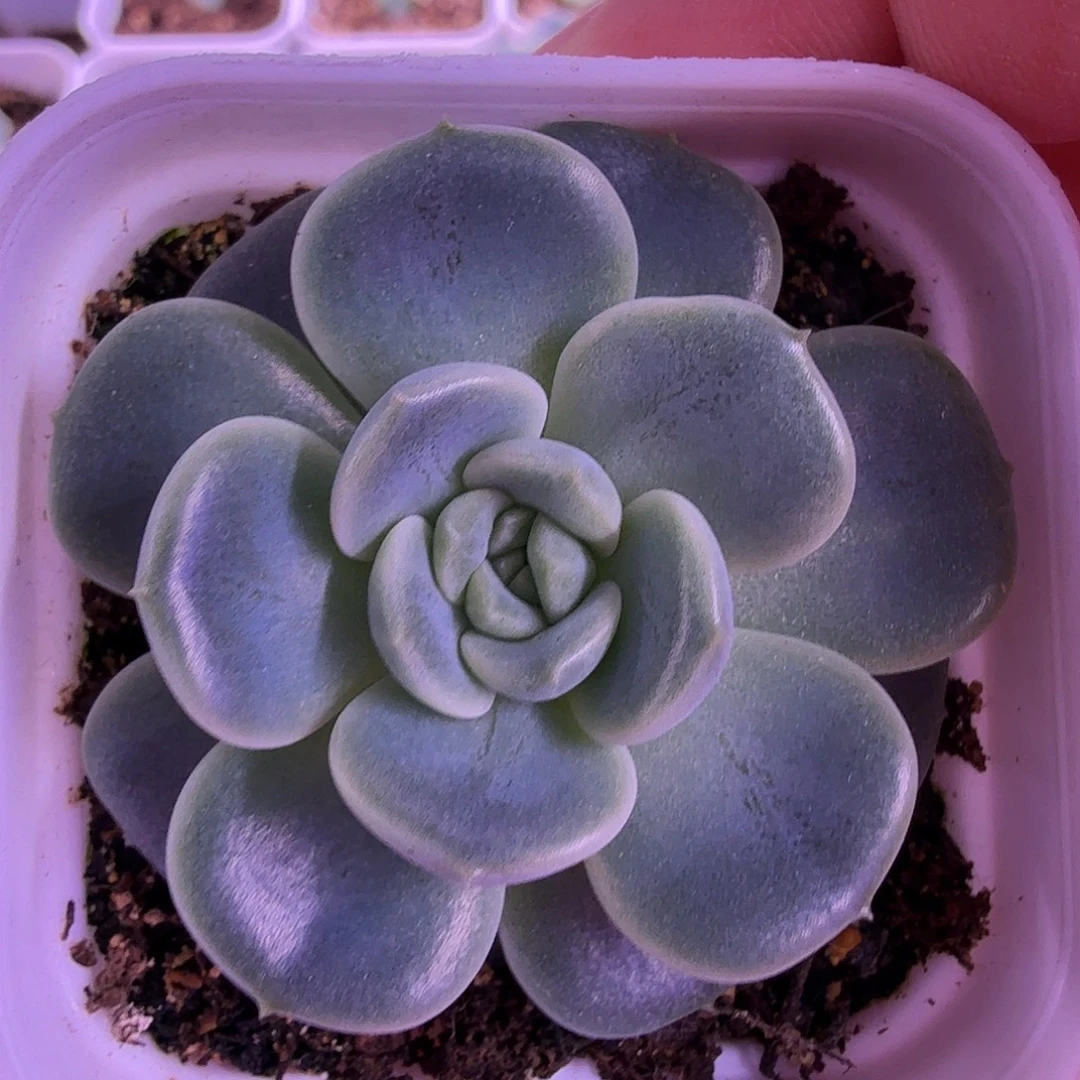 甜76叶插苗一物一拍